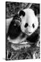 China 10MKm2 Collection - Giant Panda Baby-Philippe Hugonnard-Stretched Canvas