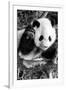 China 10MKm2 Collection - Giant Panda Baby-Philippe Hugonnard-Framed Photographic Print