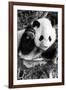 China 10MKm2 Collection - Giant Panda Baby-Philippe Hugonnard-Framed Photographic Print