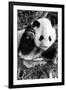 China 10MKm2 Collection - Giant Panda Baby-Philippe Hugonnard-Framed Photographic Print