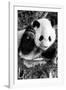 China 10MKm2 Collection - Giant Panda Baby-Philippe Hugonnard-Framed Photographic Print