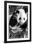 China 10MKm2 Collection - Giant Panda Baby-Philippe Hugonnard-Framed Photographic Print