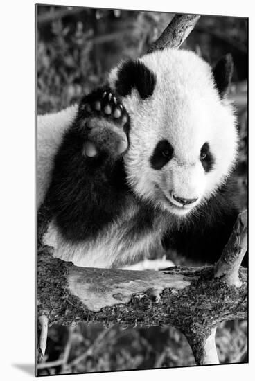 China 10MKm2 Collection - Giant Panda Baby-Philippe Hugonnard-Mounted Photographic Print