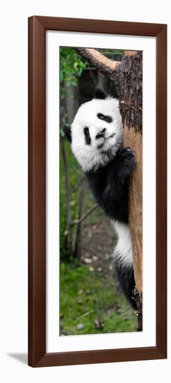 China 10MKm2 Collection - Giant Panda Baby-Philippe Hugonnard-Framed Photographic Print