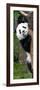 China 10MKm2 Collection - Giant Panda Baby-Philippe Hugonnard-Framed Photographic Print