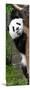 China 10MKm2 Collection - Giant Panda Baby-Philippe Hugonnard-Mounted Photographic Print