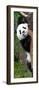 China 10MKm2 Collection - Giant Panda Baby-Philippe Hugonnard-Framed Photographic Print