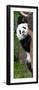 China 10MKm2 Collection - Giant Panda Baby-Philippe Hugonnard-Framed Photographic Print