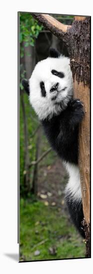 China 10MKm2 Collection - Giant Panda Baby-Philippe Hugonnard-Mounted Photographic Print