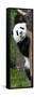 China 10MKm2 Collection - Giant Panda Baby-Philippe Hugonnard-Framed Stretched Canvas