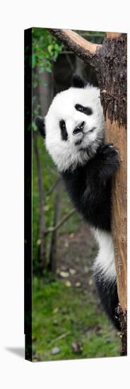 China 10MKm2 Collection - Giant Panda Baby-Philippe Hugonnard-Stretched Canvas