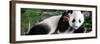 China 10MKm2 Collection - Giant Panda Baby-Philippe Hugonnard-Framed Photographic Print