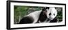 China 10MKm2 Collection - Giant Panda Baby-Philippe Hugonnard-Framed Photographic Print