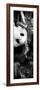 China 10MKm2 Collection - Giant Panda Baby-Philippe Hugonnard-Framed Photographic Print