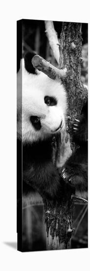 China 10MKm2 Collection - Giant Panda Baby-Philippe Hugonnard-Stretched Canvas