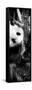 China 10MKm2 Collection - Giant Panda Baby-Philippe Hugonnard-Framed Stretched Canvas