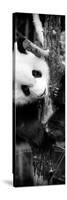 China 10MKm2 Collection - Giant Panda Baby-Philippe Hugonnard-Stretched Canvas