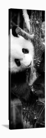 China 10MKm2 Collection - Giant Panda Baby-Philippe Hugonnard-Stretched Canvas