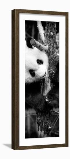 China 10MKm2 Collection - Giant Panda Baby-Philippe Hugonnard-Framed Photographic Print