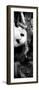 China 10MKm2 Collection - Giant Panda Baby-Philippe Hugonnard-Framed Photographic Print