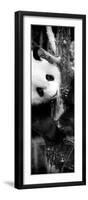 China 10MKm2 Collection - Giant Panda Baby-Philippe Hugonnard-Framed Photographic Print