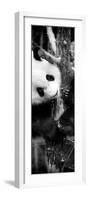 China 10MKm2 Collection - Giant Panda Baby-Philippe Hugonnard-Framed Photographic Print