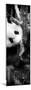 China 10MKm2 Collection - Giant Panda Baby-Philippe Hugonnard-Mounted Photographic Print