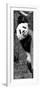 China 10MKm2 Collection - Giant Panda Baby-Philippe Hugonnard-Framed Photographic Print