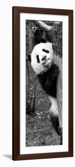 China 10MKm2 Collection - Giant Panda Baby-Philippe Hugonnard-Framed Photographic Print