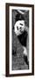 China 10MKm2 Collection - Giant Panda Baby-Philippe Hugonnard-Framed Photographic Print