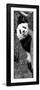 China 10MKm2 Collection - Giant Panda Baby-Philippe Hugonnard-Framed Photographic Print