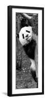 China 10MKm2 Collection - Giant Panda Baby-Philippe Hugonnard-Framed Photographic Print