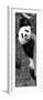 China 10MKm2 Collection - Giant Panda Baby-Philippe Hugonnard-Framed Photographic Print