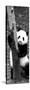 China 10MKm2 Collection - Giant Panda Baby-Philippe Hugonnard-Stretched Canvas