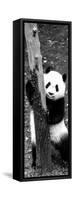 China 10MKm2 Collection - Giant Panda Baby-Philippe Hugonnard-Framed Stretched Canvas