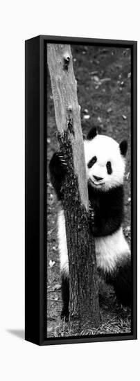 China 10MKm2 Collection - Giant Panda Baby-Philippe Hugonnard-Framed Stretched Canvas