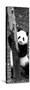 China 10MKm2 Collection - Giant Panda Baby-Philippe Hugonnard-Stretched Canvas