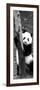 China 10MKm2 Collection - Giant Panda Baby-Philippe Hugonnard-Framed Photographic Print