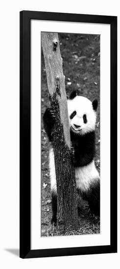 China 10MKm2 Collection - Giant Panda Baby-Philippe Hugonnard-Framed Photographic Print