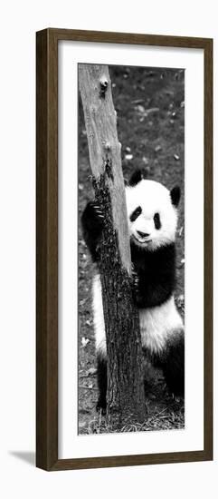 China 10MKm2 Collection - Giant Panda Baby-Philippe Hugonnard-Framed Photographic Print