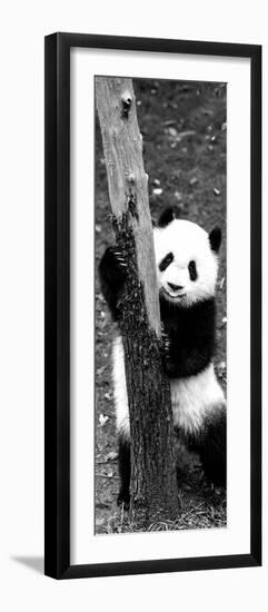 China 10MKm2 Collection - Giant Panda Baby-Philippe Hugonnard-Framed Photographic Print