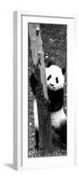 China 10MKm2 Collection - Giant Panda Baby-Philippe Hugonnard-Framed Photographic Print