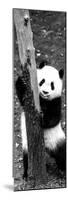 China 10MKm2 Collection - Giant Panda Baby-Philippe Hugonnard-Mounted Photographic Print