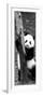 China 10MKm2 Collection - Giant Panda Baby-Philippe Hugonnard-Framed Photographic Print