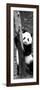 China 10MKm2 Collection - Giant Panda Baby-Philippe Hugonnard-Framed Photographic Print