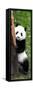 China 10MKm2 Collection - Giant Panda Baby-Philippe Hugonnard-Framed Stretched Canvas