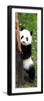 China 10MKm2 Collection - Giant Panda Baby-Philippe Hugonnard-Framed Photographic Print