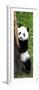 China 10MKm2 Collection - Giant Panda Baby-Philippe Hugonnard-Framed Photographic Print