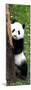 China 10MKm2 Collection - Giant Panda Baby-Philippe Hugonnard-Mounted Photographic Print