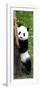 China 10MKm2 Collection - Giant Panda Baby-Philippe Hugonnard-Framed Photographic Print